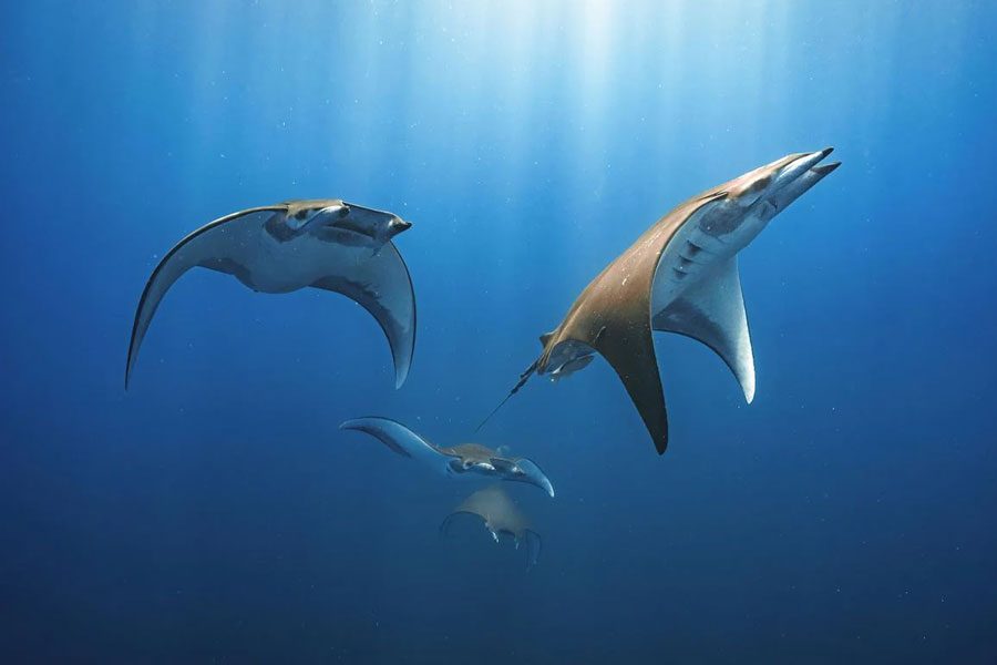 Festival de Cine Marítimo AIFF